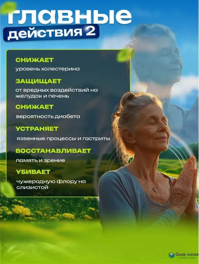 Сибирская лиственница подсочка+, новые сосуды