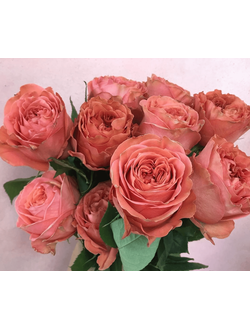 Корал Экспрешн (Coral Expression)