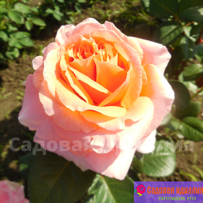 Амур Де Молен (Amour de Molene)