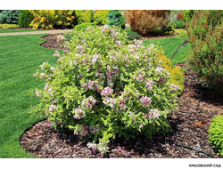 Вейгела цветущая Виктория фото в ландшафте красовский-сад.рф