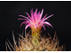 Neoporteria multicolor KK 098
