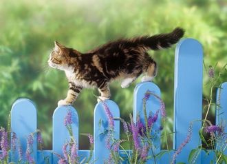 Кошка на заборе DS811 (алмазная мозаика) mgm-mk avmn