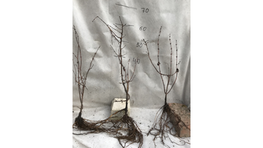 Двулетний саженец жимолости.