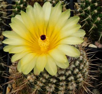 Notocactus mueller-melchersii VG-1654 - 5 семян