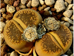 Lithops aucampiae 'Storms's Snowcap' С392 - 10 семян