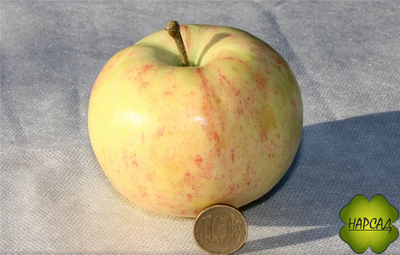 ОСИПОВСКОЕ (карликовый подвой, саженец 1 года)