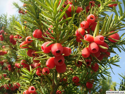 Тис Ягодный - Baccata