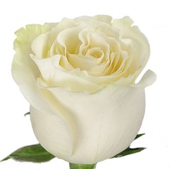 Роза Эквадор Белая