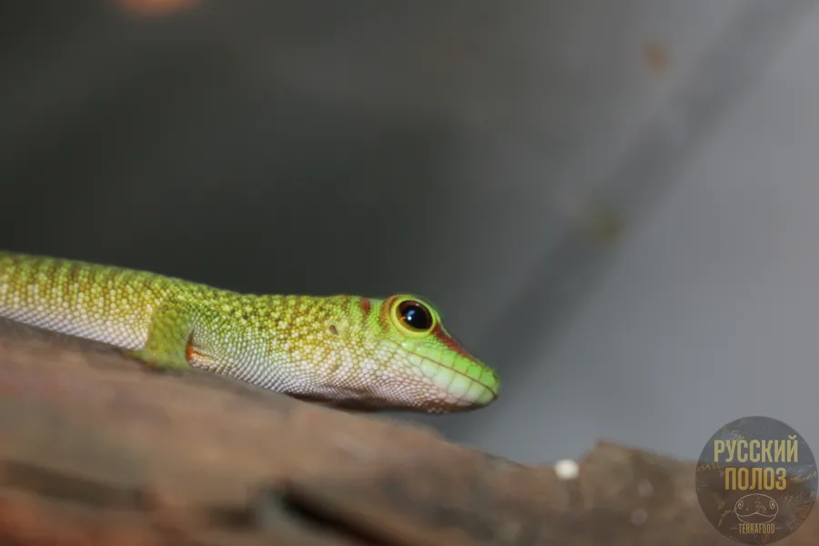 Мадагаскарский дневной геккон, Фельзума Мадагаскарская, Phelsuma madagascariensis