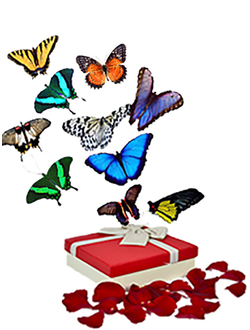 Салют из 10 тропических бабочек крупные бабочки от 10 до 16 см.