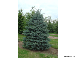 Ель Костер - фото в саду - красовский-сад.рф