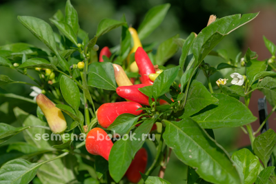 Перец сладкий Sweet Pickle (Свит Пикль), 10 шт