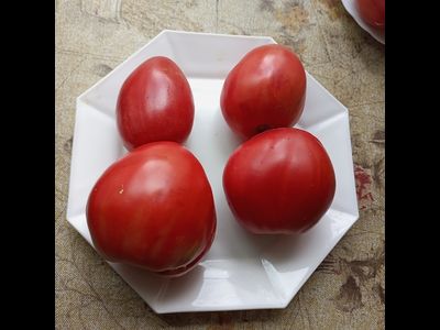 Томат Медвежье сердце