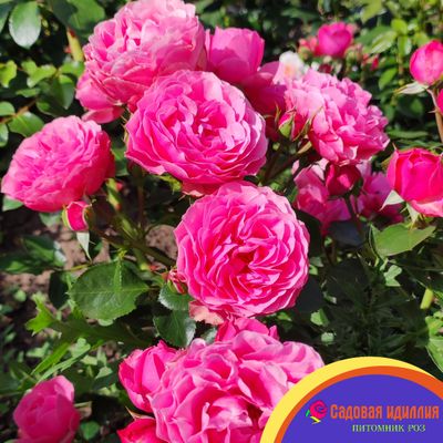 Леонардо Да Винчи (Leonardo da Vinci)