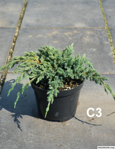 Можжевельник Блю Спайдер - Blue Spider