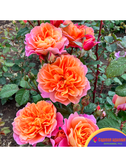 Импрессионист (The Impressionist)