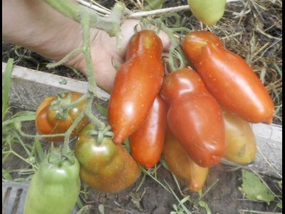 Томат Перцевидный черный