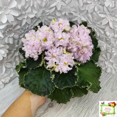 АВ-Богатая Невеста (Фиалковод) 2020 г.