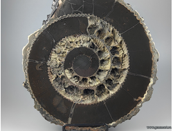 Аммонит, пирит, полированный срез с подставкой. Россия. 290*270*57мм