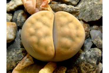 Lithops karasmontana 'opalina'
 