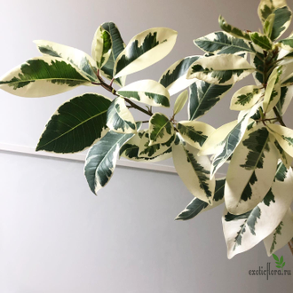 Ficus Microcarpa albomarginata / фикус микрокарпа вариегатный альба