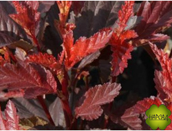 ПУЗЫРЕПЛОДНИК "ЛИТЛ ЭНДЖЕЛ"