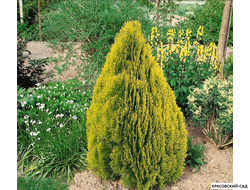 Туя Пирамидалис Ауреа - Pyramidalis Aurea