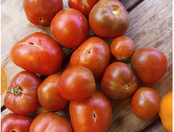 Томат Шоколадный Генри