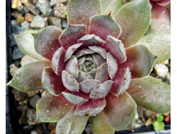 Sempervivum 'BLUE BIRD’ - розетка