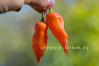 Перец сладкий Habanero Habanada  (Хабанеро Хабанада), 10 шт