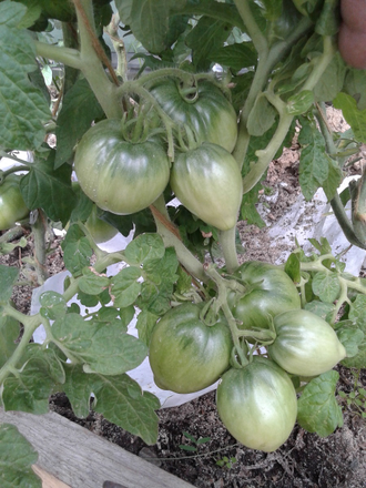 Семена томата Грааль, Гном