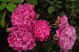 Вентило (Ventilo), Massad, шраб.