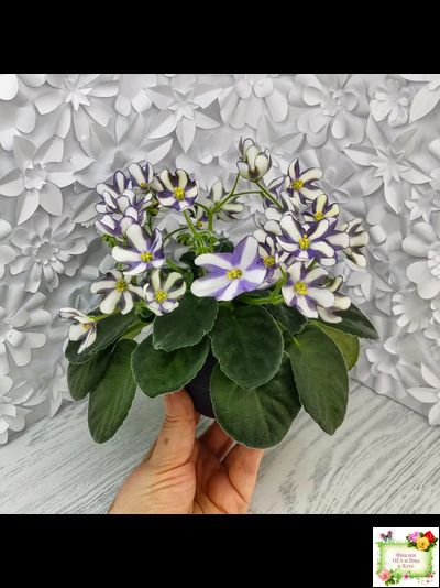 7 Белок (Калгины) химера (стартер сорт)