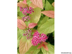 Спирея японская Файерлайт