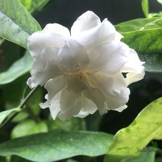 WRIGHTIA ANTIDYSENTERIСА Double flowers / Райтия Антидизентерика махровая / холарена махровая