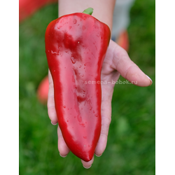 Перец сладкий Гена, 10 шт