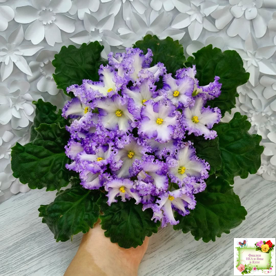 РМ-Франческа (Н. Скорнякова) 2019 г. (лист посажен 05.10.25)