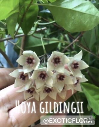 Hoya gildingii