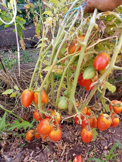 Томат Гном Затонувший персик (Dwarf Sunkissed Peach), США, Австралия