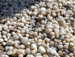 Галька жемчужная