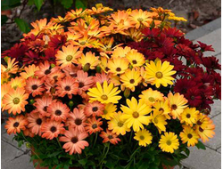 Остеоспермум ложечный Akila Sunset Shades, p11