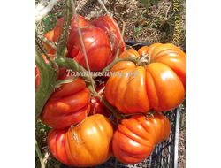 Томат Гигант Фарина (Gigante Farina, Италия)
