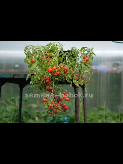 Томат Berry Carpet (Ягодный ковер), 10 шт
