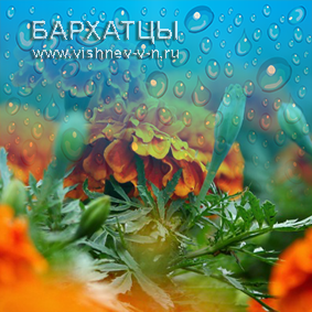 Капли Бархатцев