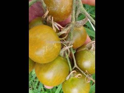 Томат Злая Маслина (Evil Olive, США)