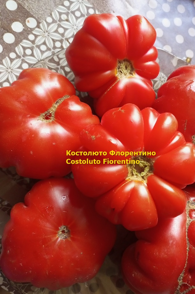 Томат Костолюто Фиорентино (Costoluto Fiorentino)