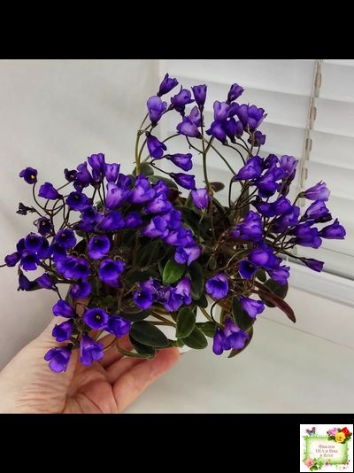 Vallarta Campanas Moradas (G.Beck) трейлер