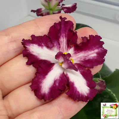 ВаТ-Волшебная Сказка (Т.Валькова) 2019 г.