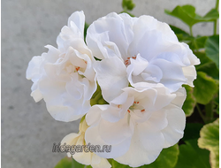 Пеларгония СВЕТ Кандалакша