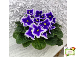 Dn-New Star (Д. Денисенко) 2019 г.